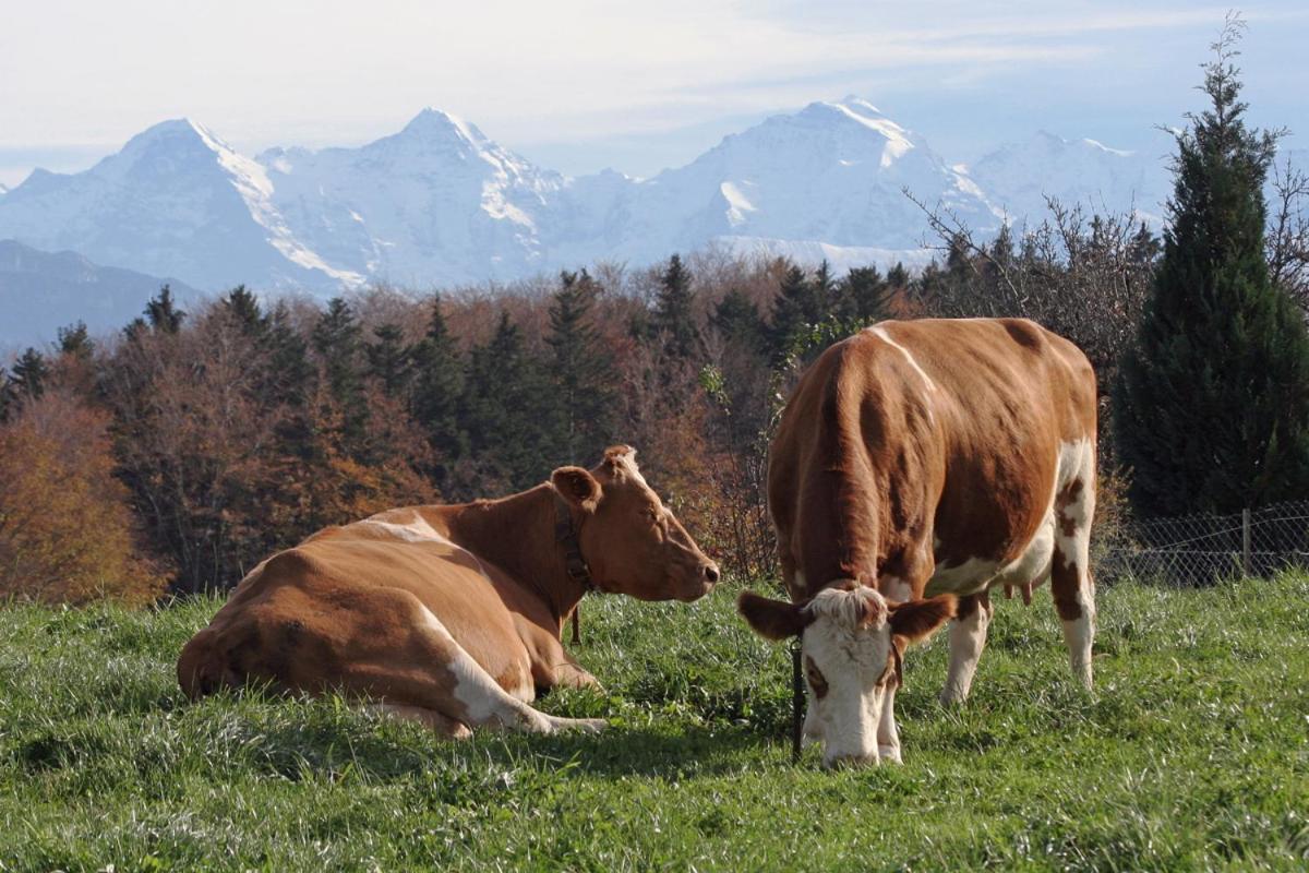Mountain Home - Ein Aufenthalt Mit Weitblick Niedermuhlern Buitenkant foto